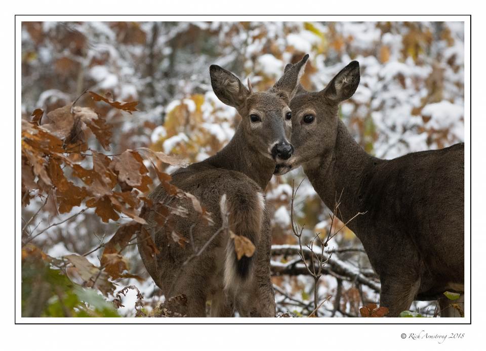 White-tailed Doe with Fawn 1.jpg